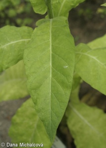 Nicotiana tabacum – tabák virginský
