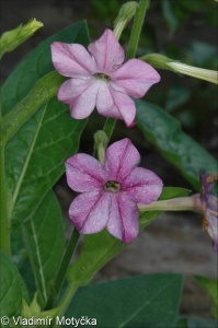 Nicotiana ×sanderi &ndash; tabák Sanderův, t. okrasný