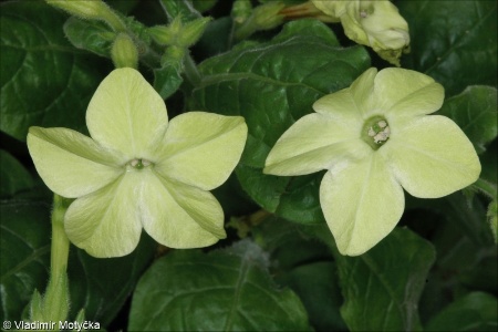 Nicotiana ×sanderi &ndash; tabák Sanderův, t. okrasný