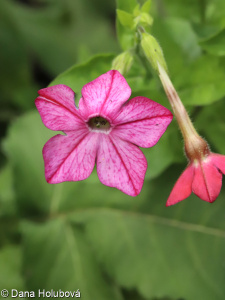 Nicotiana ×sanderi &ndash; tabák Sanderův, t. okrasný