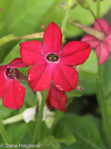 Nicotiana ×sanderi &ndash; tabák Sanderův, t. okrasný