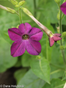 Nicotiana ×sanderi &ndash; tabák Sanderův, t. okrasný