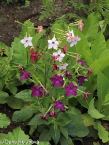 Nicotiana ×sanderi &ndash; tabák Sanderův, t. okrasný
