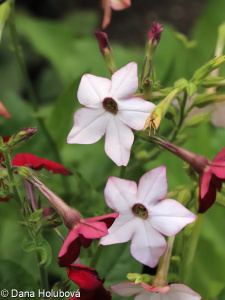Nicotiana ×sanderi &ndash; tabák Sanderův, t. okrasný