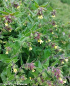 Nonea lutea