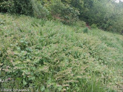 Nonea lutea