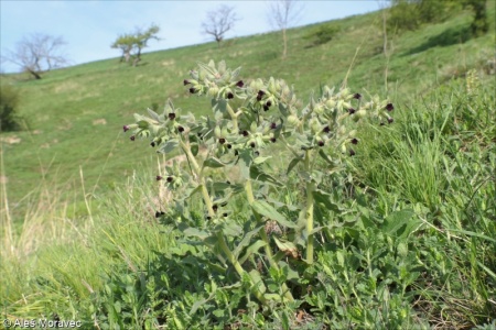 Nonea pulla