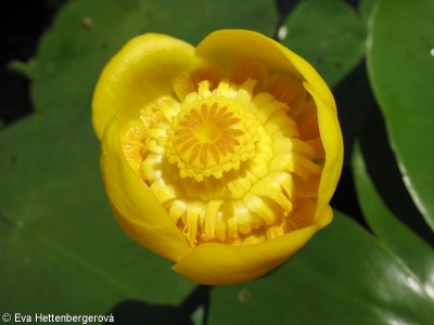 Nuphar lutea – stulík žlutý