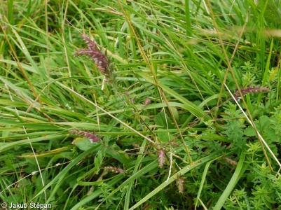 Odontites vernus subsp. serotinus – zdravínek jarní pozdní