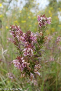 Odontites vernus – zdravínek jarní