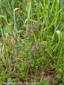 Odontites vernus subsp. vernus – zdravínek jarní pravý