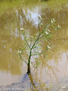 Oenanthe aquatica – halucha vodní