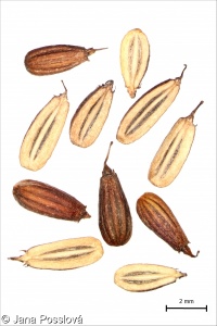 Oenanthe aquatica – halucha vodní