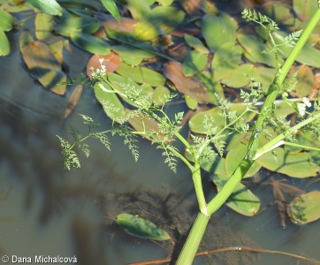 Oenanthe aquatica – halucha vodní
