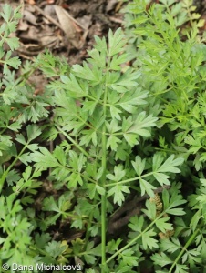 Oenanthe silaifolia subsp. silaifolia – halucha koromáčolistá pravá