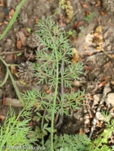 Oenanthe silaifolia subsp. silaifolia – halucha koromáčolistá pravá