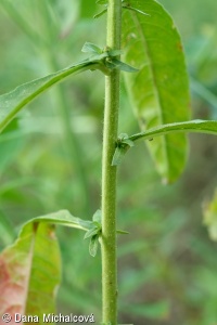 Oenothera biennis – pupalka dvouletá