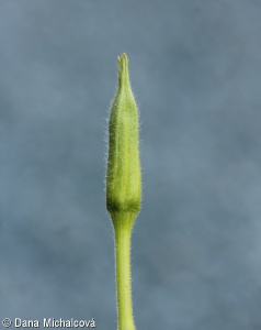Oenothera biennis aggr.