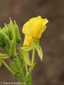 Oenothera biennis – pupalka dvouletá
