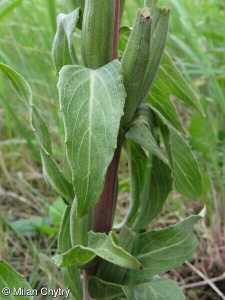 Oenothera depressa – pupalka vrbolistá
