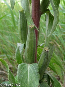 Oenothera depressa – pupalka vrbolistá