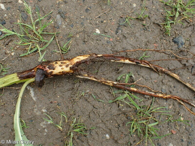 Oenothera fallax – pupalka klamná