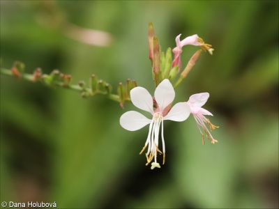 Oenothera gaura