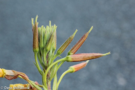 Oenothera glazioviana – pupalka rudokališní