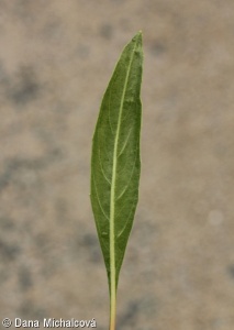 Oenothera macrocarpa – pupalka missourská