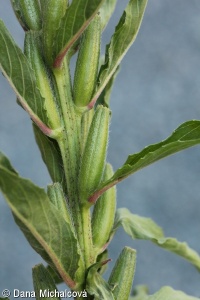 Oenothera pycnocarpa – pupalka chicagská