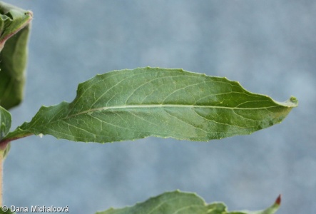 Oenothera pycnocarpa – pupalka chicagská