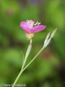 Oenothera rosea – pupalka růžová