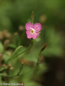 Oenothera rosea – pupalka růžová