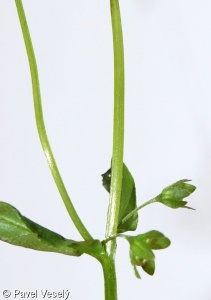Omphalodes scorpioides – pupkovec pomněnkový