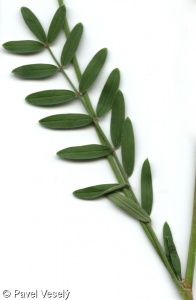 Onobrychis viciifolia – vičenec ligrus
