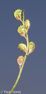 Onobrychis viciifolia agg. – okruh vičence ligrusu