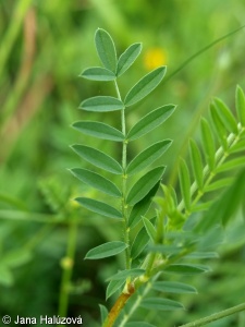 Onobrychis viciifolia agg. – okruh vičence ligrusu