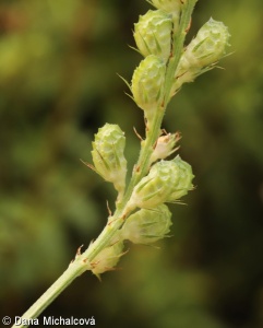 Onobrychis viciifolia aggr.