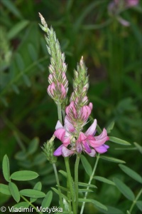 Onobrychis viciifolia &ndash; vičenec ligrus