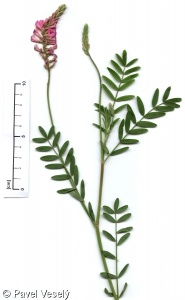 Onobrychis viciifolia aggr.
