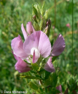 Ononis spinosa subsp. hircina