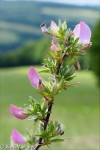 Ononis spinosa subsp. spinosa &ndash; jehlice trnitá pravá