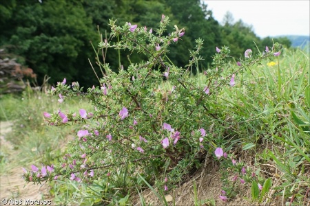 Ononis spinosa subsp. spinosa &ndash; jehlice trnitá pravá