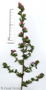 Ononis spinosa subsp. spinosa – jehlice trnitá pravá