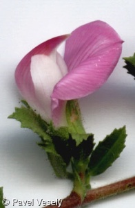 Ononis spinosa – jehlice trnitá