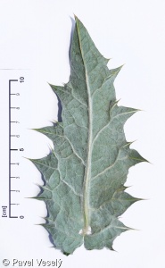 Onopordum acanthium – ostropes trubil
