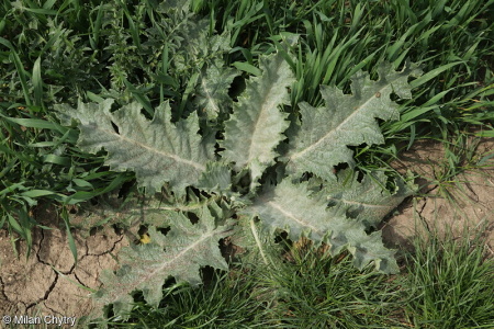 Onopordum acanthium – ostropes trubil