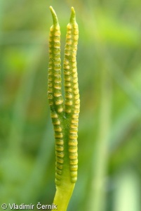 Ophioglossum vulgatum – hadí jazyk obecný