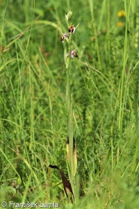 Ophrys apifera – tořič včelonosný