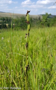 Ophrys apifera – tořič včelonosný